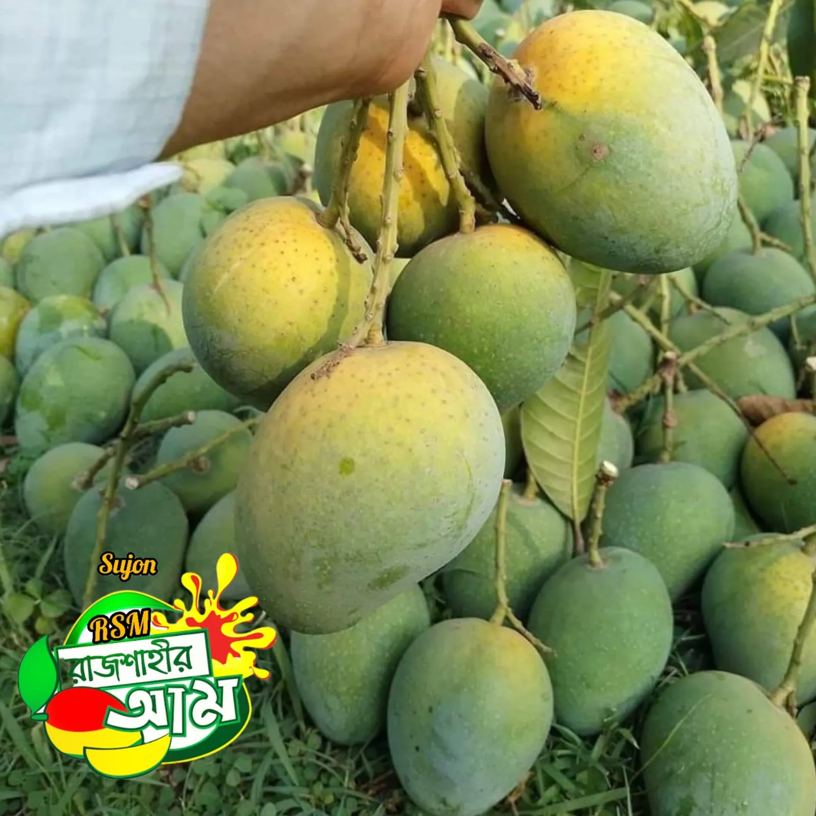 গোপালভোগ আম | 24 কেজি