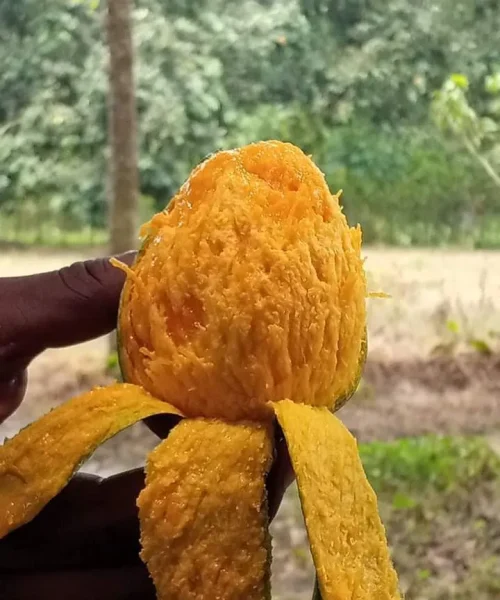 gopal bhog 1
