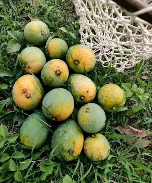 gopal bhog 8